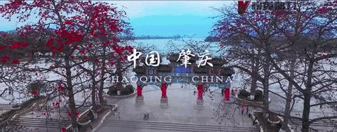 肇庆端州昨天发生的事,端州最新事件