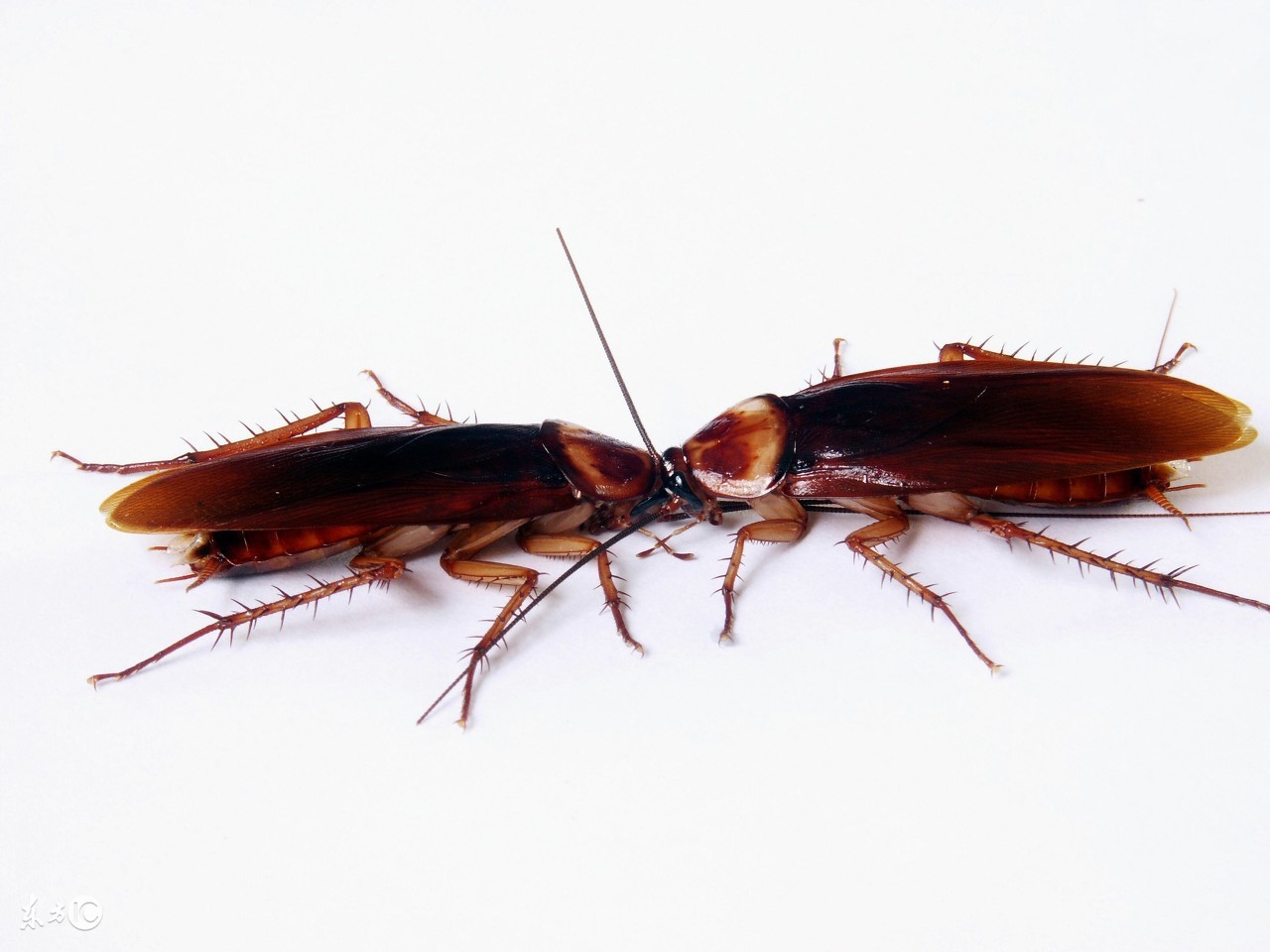 灭蟑螂妙招最有效的方法,灭蟑螂小妙招一招搞定自制