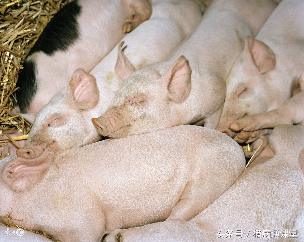 用这些方法治疗猪缺铁性贫血，效果不错！