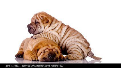 狗狗最开始感染犬瘟热是什么症状,狗狗犬瘟热什么症状要怎么治疗