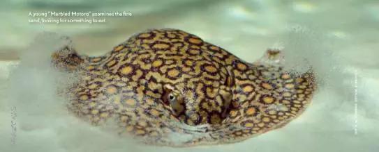 原生魟鱼,魟鱼原生