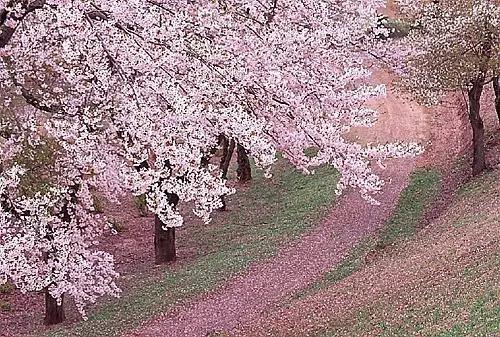 大连周末踏青景色,大连春季出游