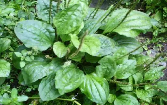 天津人可以吃的各种野菜图谱,天津吃货必须去的小吃