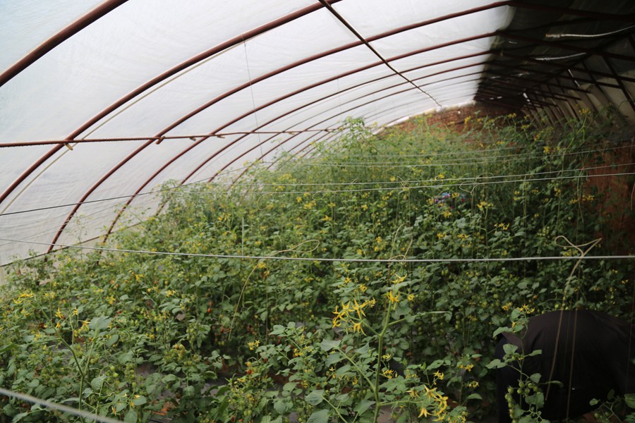 聚焦陕西蓝田泄湖镇,蓝田县洩湖镇发展规划