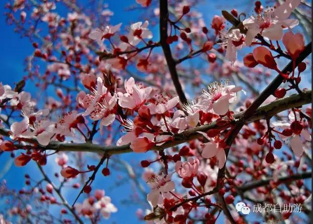 2022成都周边赏花,成都周边游赏花最佳景点