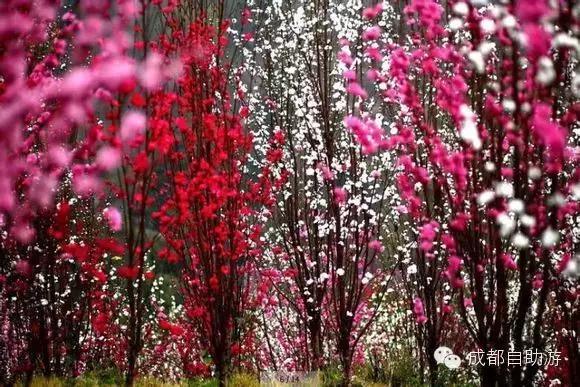 2022成都周边赏花,成都周边游赏花最佳景点