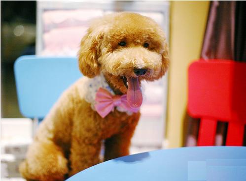 家里有泰迪怎么养另一只,家里的贵宾犬