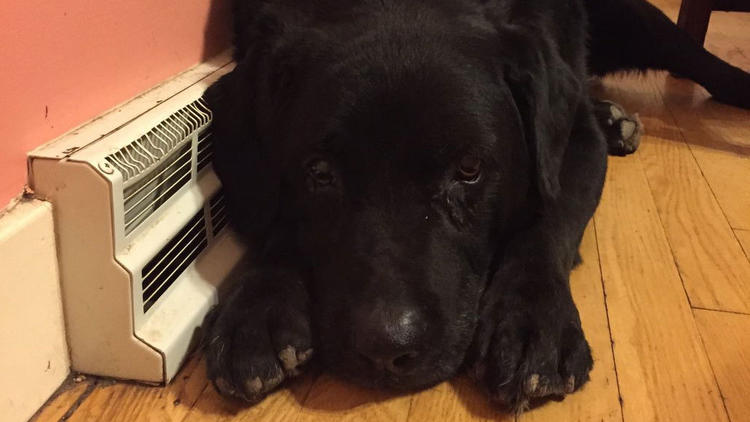 拉布拉多从深圳回北京,拉布拉多出去一趟收获满满