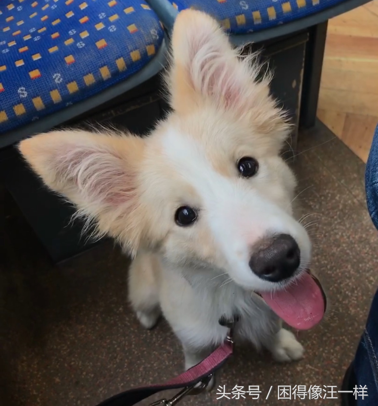 洗澡的时候狗狗浑身是血，居然是寄生虫作怪