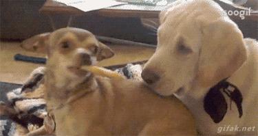 拉布拉多犬百科知识科普,了解拉布拉多犬的基本信息