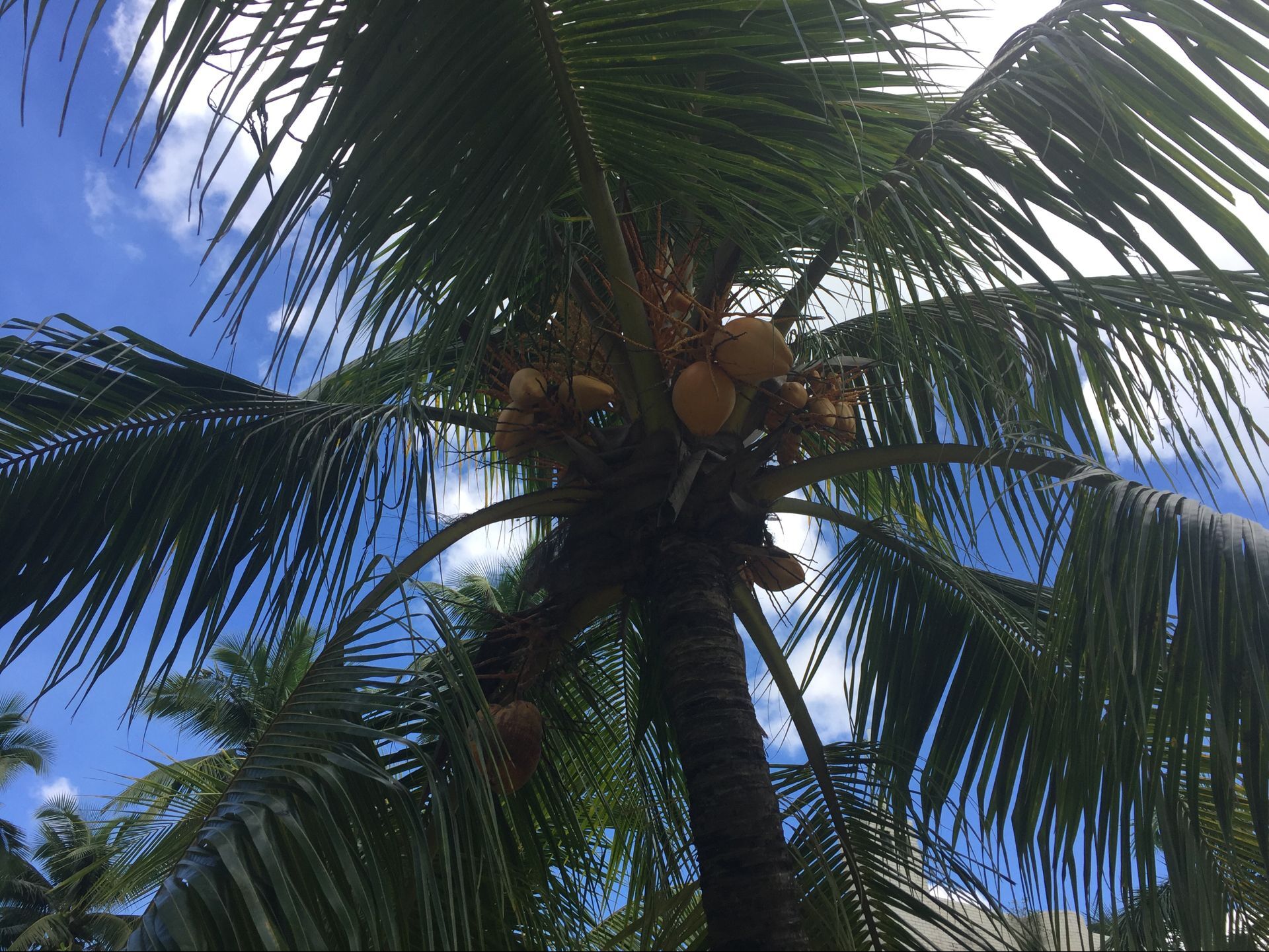 候鸟在海南过冬怎么在网上找房子,北方候鸟海南过冬