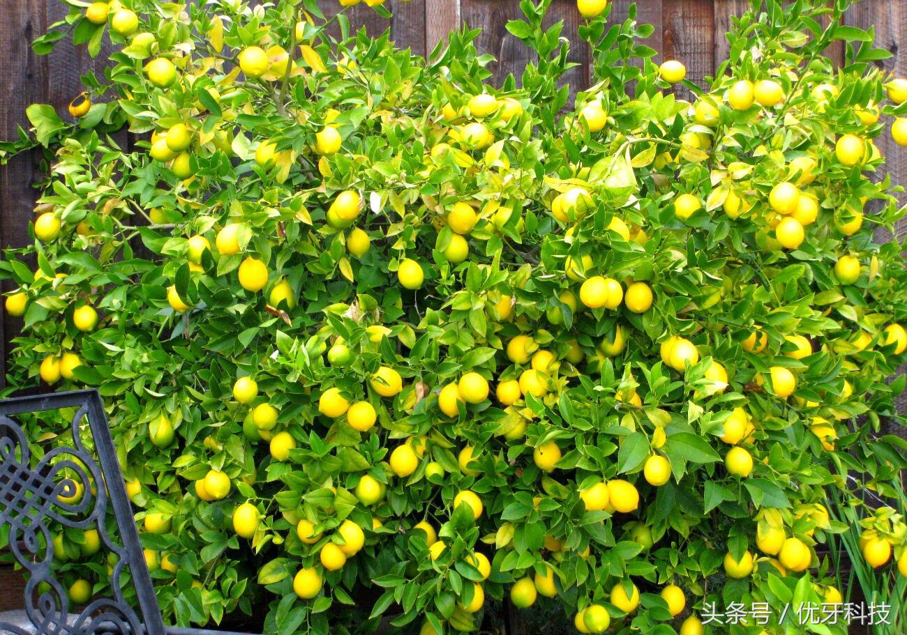 终极美白牙齿,国外特效美白牙齿的方法