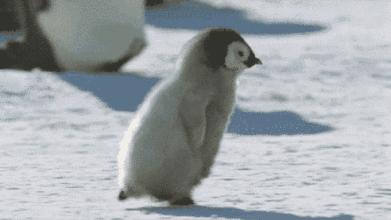 龟类冬眠方法技巧全面指南,各种龟类的冬眠方法