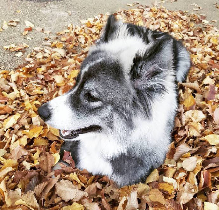 哈士奇、萨摩耶和阿拉斯加三合一，这混血无敌了！