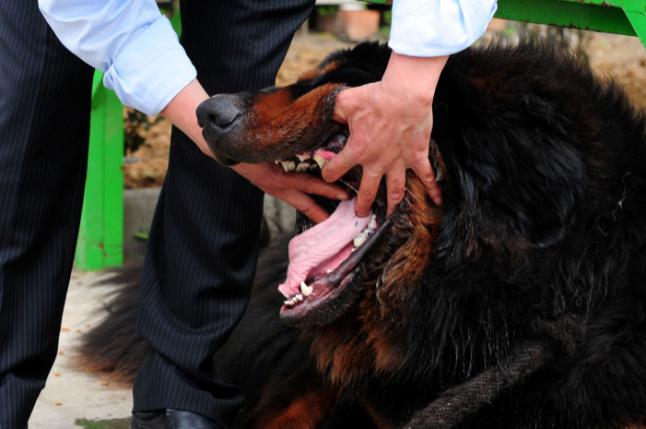 神话破灭：藏狗不是藏獒，一只藏獒能斗败三条恶狼也只是传说