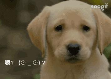 拉布拉多犬百科知识科普,了解拉布拉多犬的基本信息