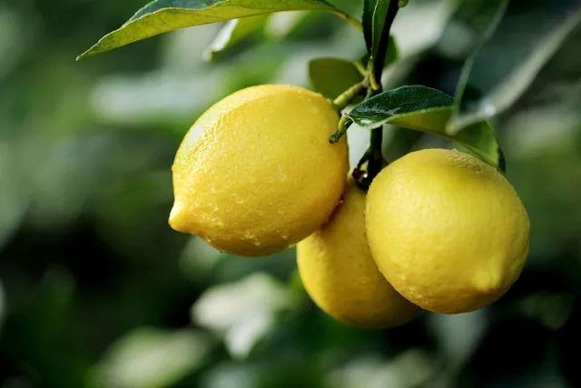 柠檬栽培技术视频,柠檬种植技术书籍