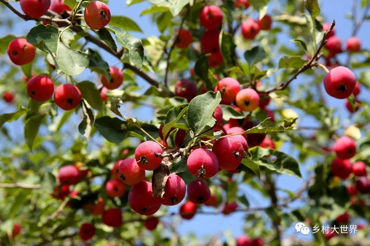 水果中的补钙之王,钙中之王吃什么水果