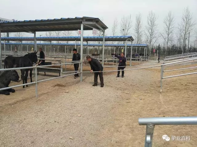 手把手教你买大牌,手把手教你挑一头好驴