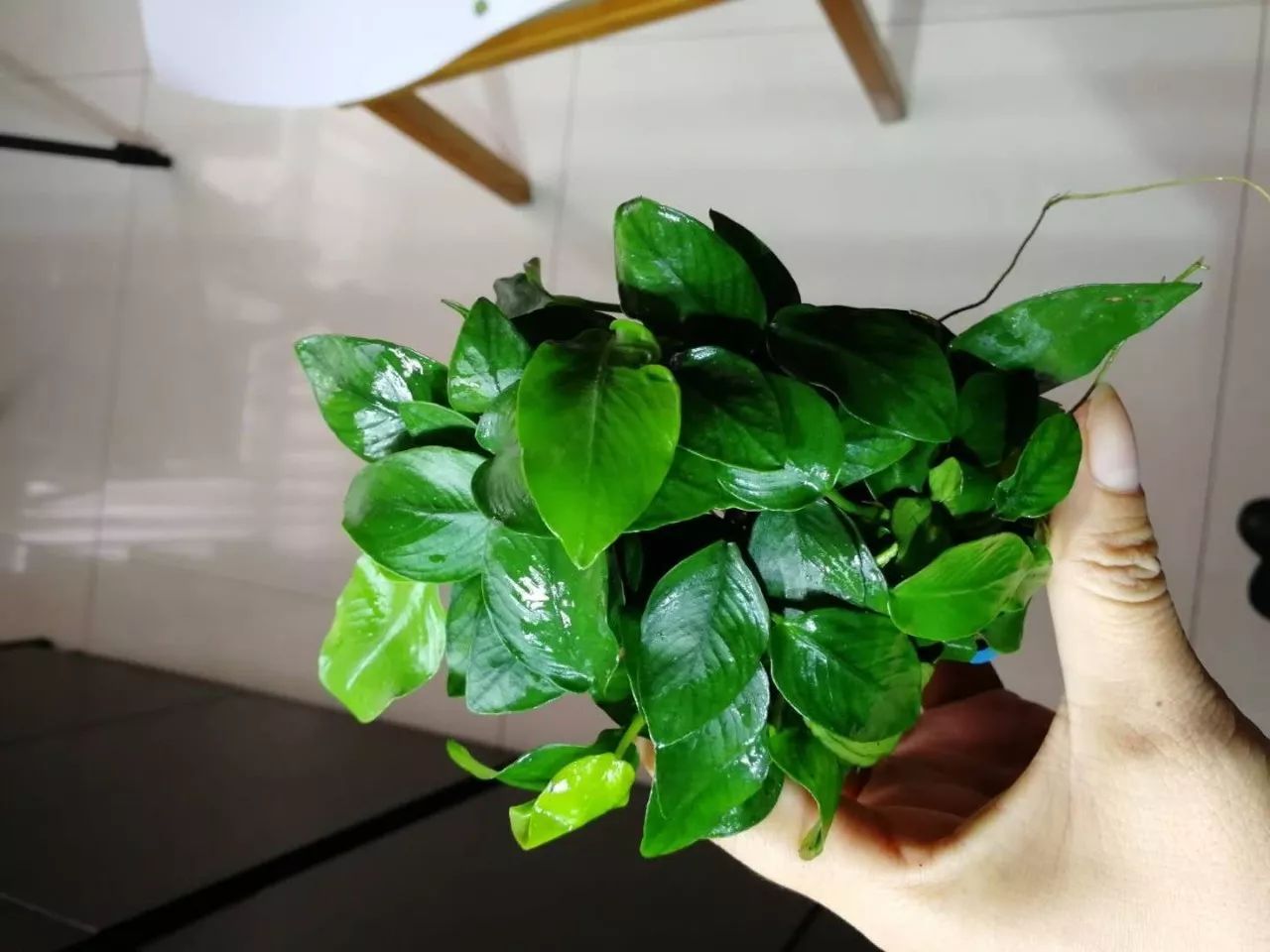 老王家的池塘视频,小型水榕水草推荐