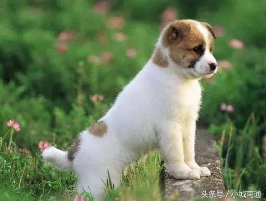 南通市养狗,南通地区养狗