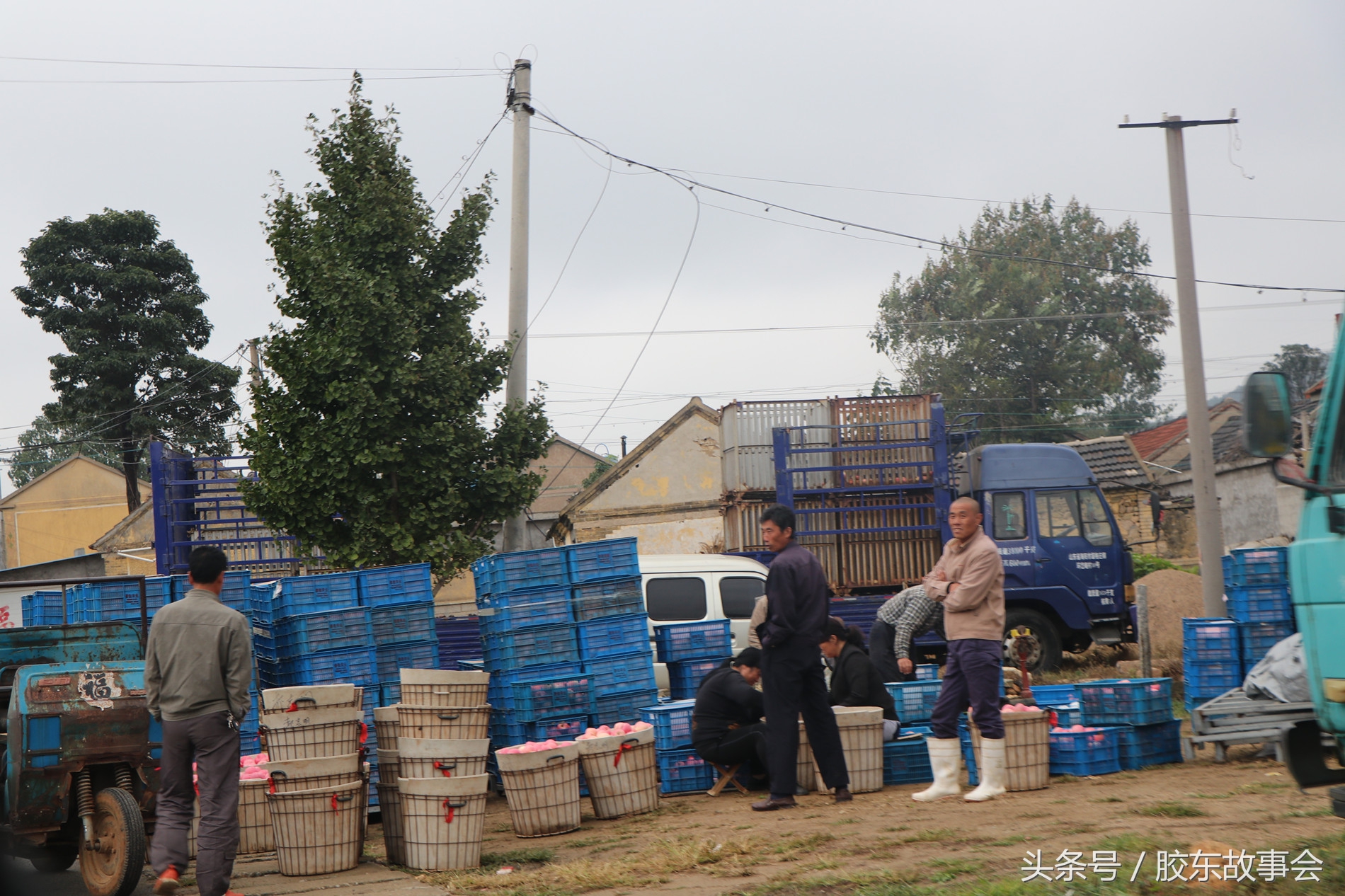 烟台红富士苹果新鲜水果2-2.5斤,烟台红富士苹果12月份还在采摘吗