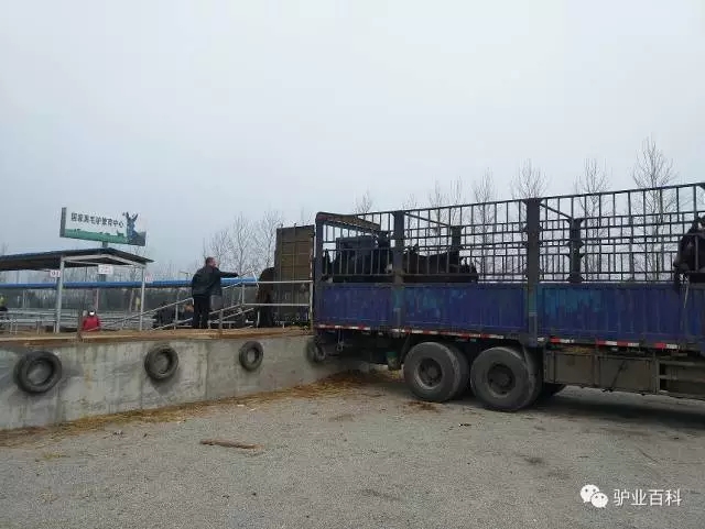 手把手教你买大牌,手把手教你挑一头好驴