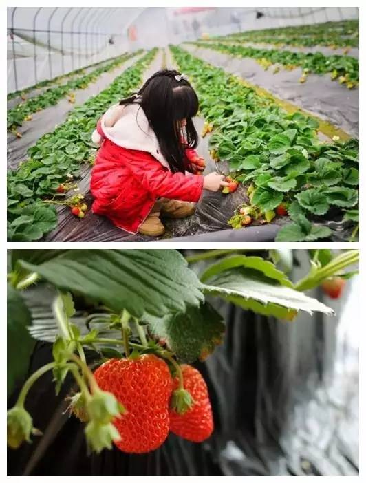 踏青采草莓的方法,春游草莓园