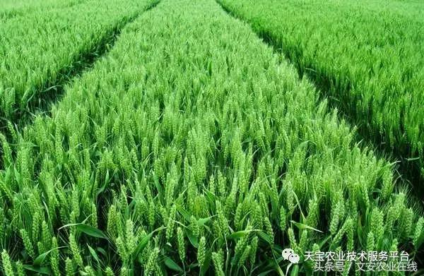 磷酸二氢钾在农作物的使用方法,磷酸二氢钾使用方法及注意事项