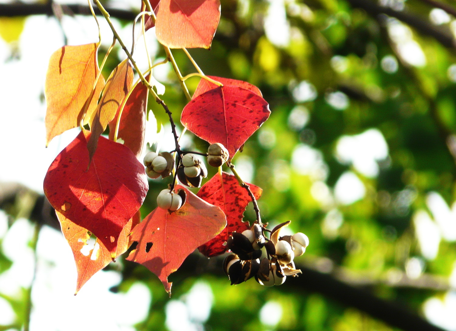 未来几年市场将不断增长的6虫5树，种养结合，稳赚不赔