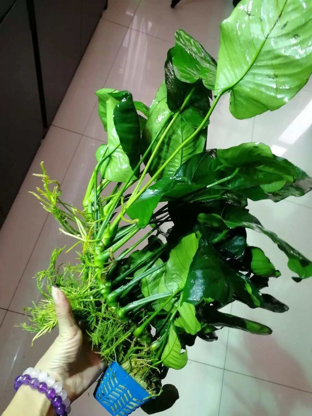 水榕需要种在水草泥里吗,水草造景生命之树