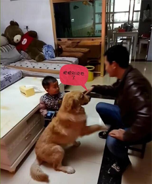 金毛被赞大暖男视频,金毛暖男主人