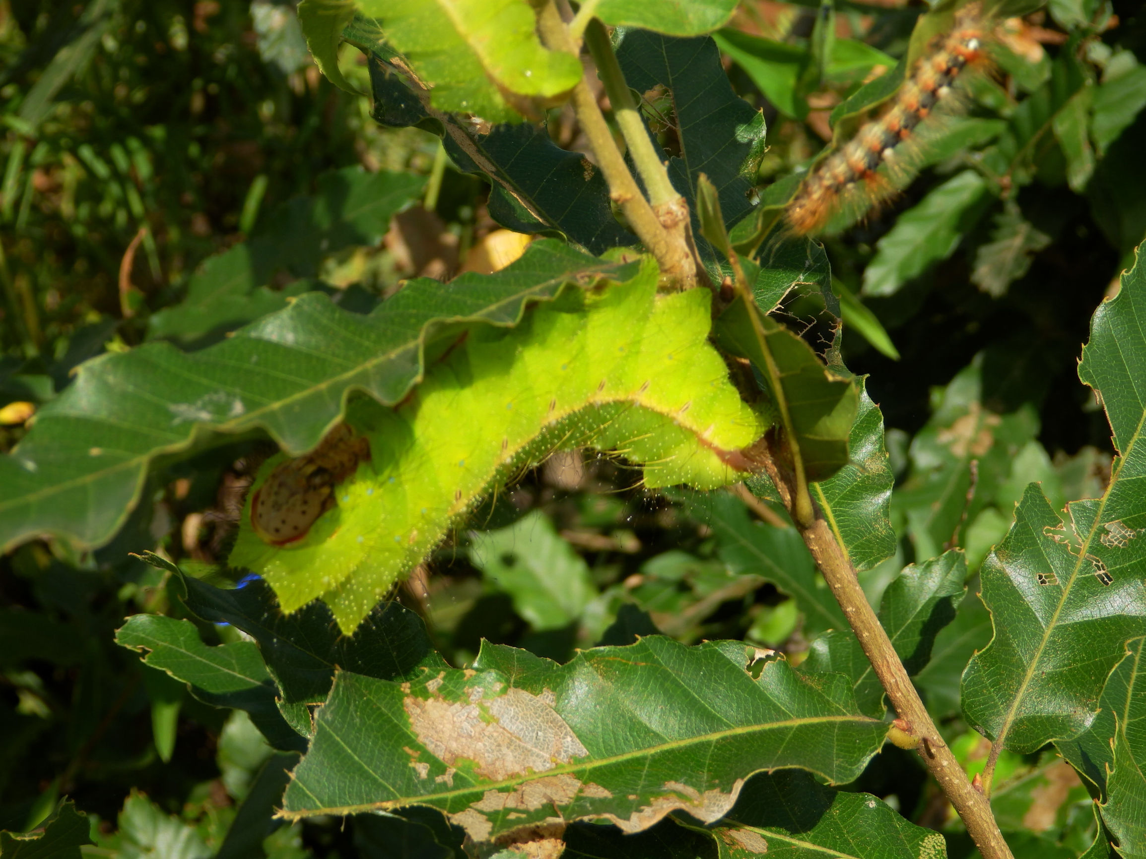 未来几年市场将不断增长的6虫5树，种养结合，稳赚不赔