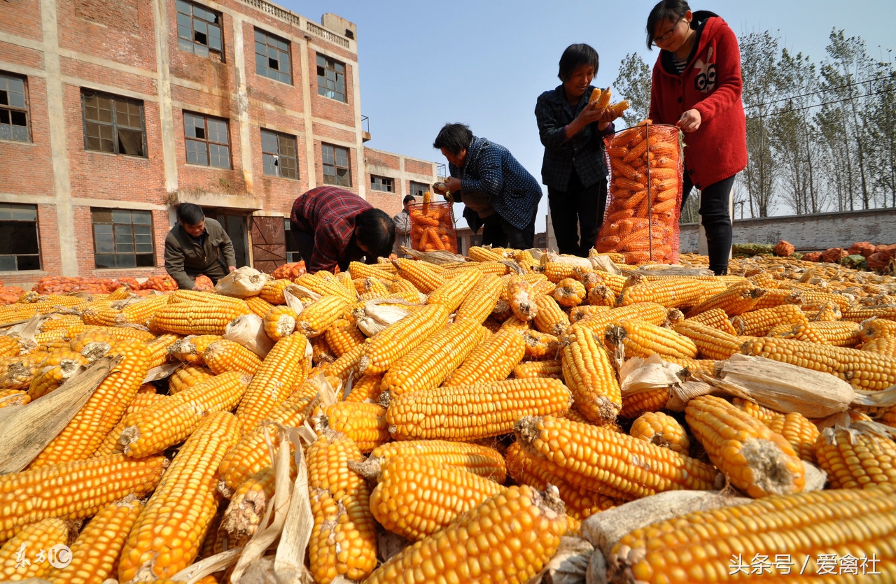 连续阴雨天玉米容易长毛么,玉米发霉了怎么发酵成农村肥料