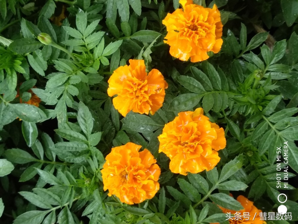 小米5x体验怎么样,分享5s经验