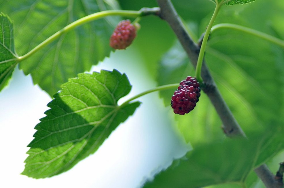 未来几年市场将不断增长的6虫5树，种养结合，稳赚不赔