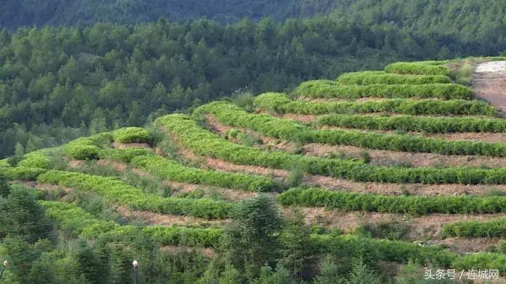 龙岩连城姑田：生姜喜获丰收特色种植助农户增收