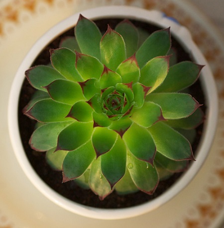 佛座莲和观音莲的区别,观音莲和佛座莲