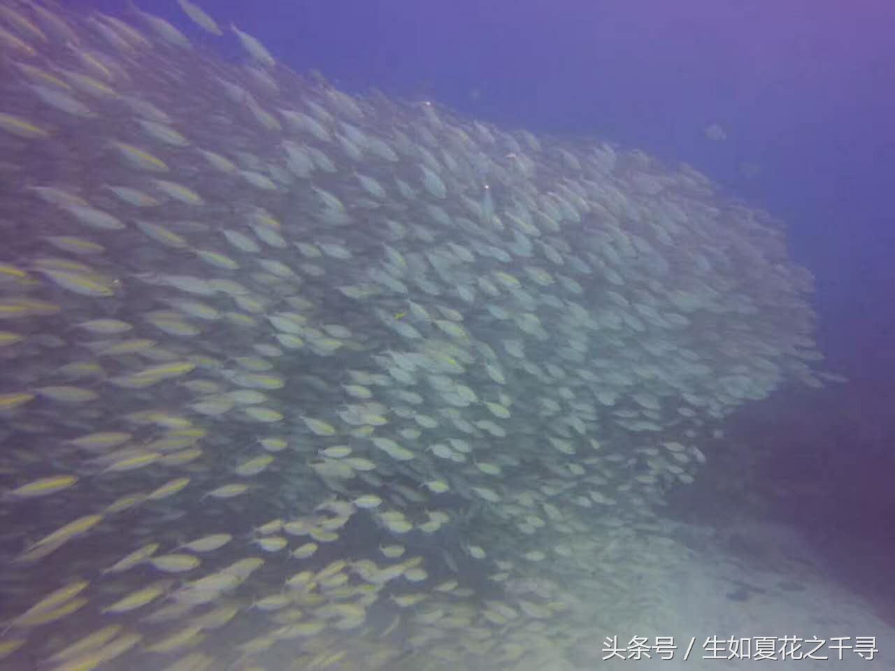 去兰卡威红树林,去兰卡威怎么玩