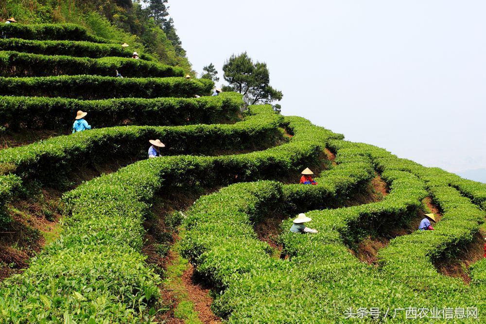 兴宁区三塘镇乡村振兴工作计划,南宁市西乡塘区产业扶贫