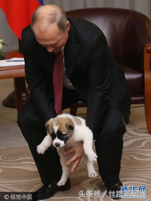 普京萌犬,普京再次喜提萌犬