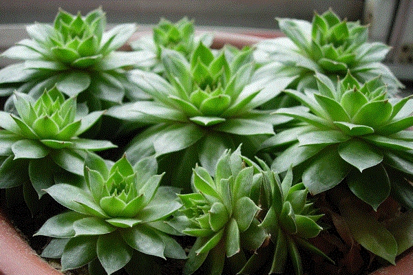 佛座莲和观音莲的区别,观音莲和佛座莲