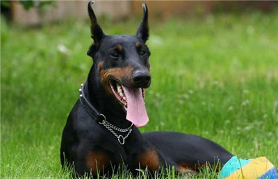 杜宾犬打架真实原因,杜宾犬打架到底厉不厉害