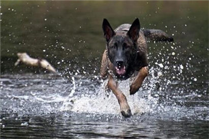 马犬拉稀怎么办？拉稀症状及治疗方法介绍！