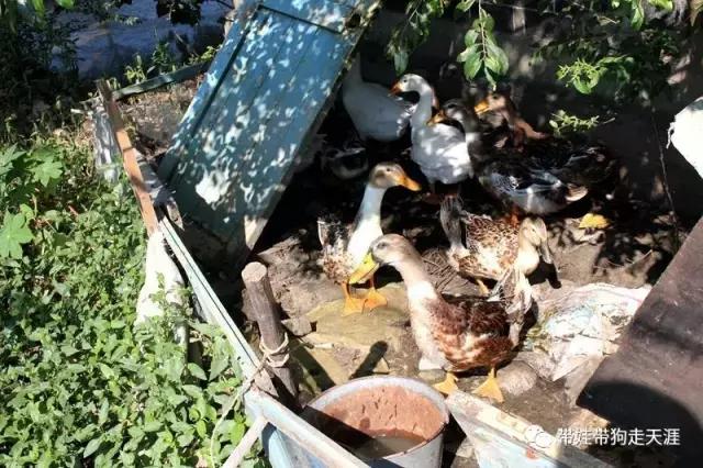 开着房车去遛娃,开着房车带狗狗出去玩