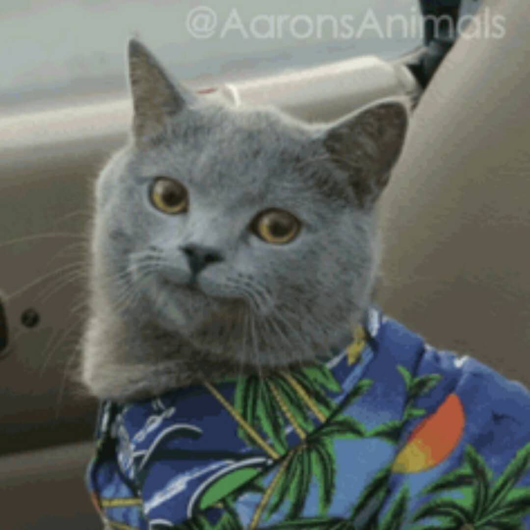 相信大家都看过这个猫的表情包,原来这些表情包是真实存在的猫咪