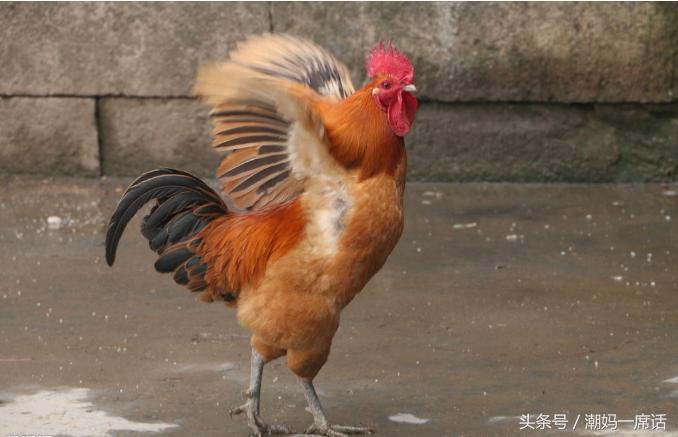 坐月子吃母鸡好还是吃公鸡好,坐月子吃鸡还是吃鸭好