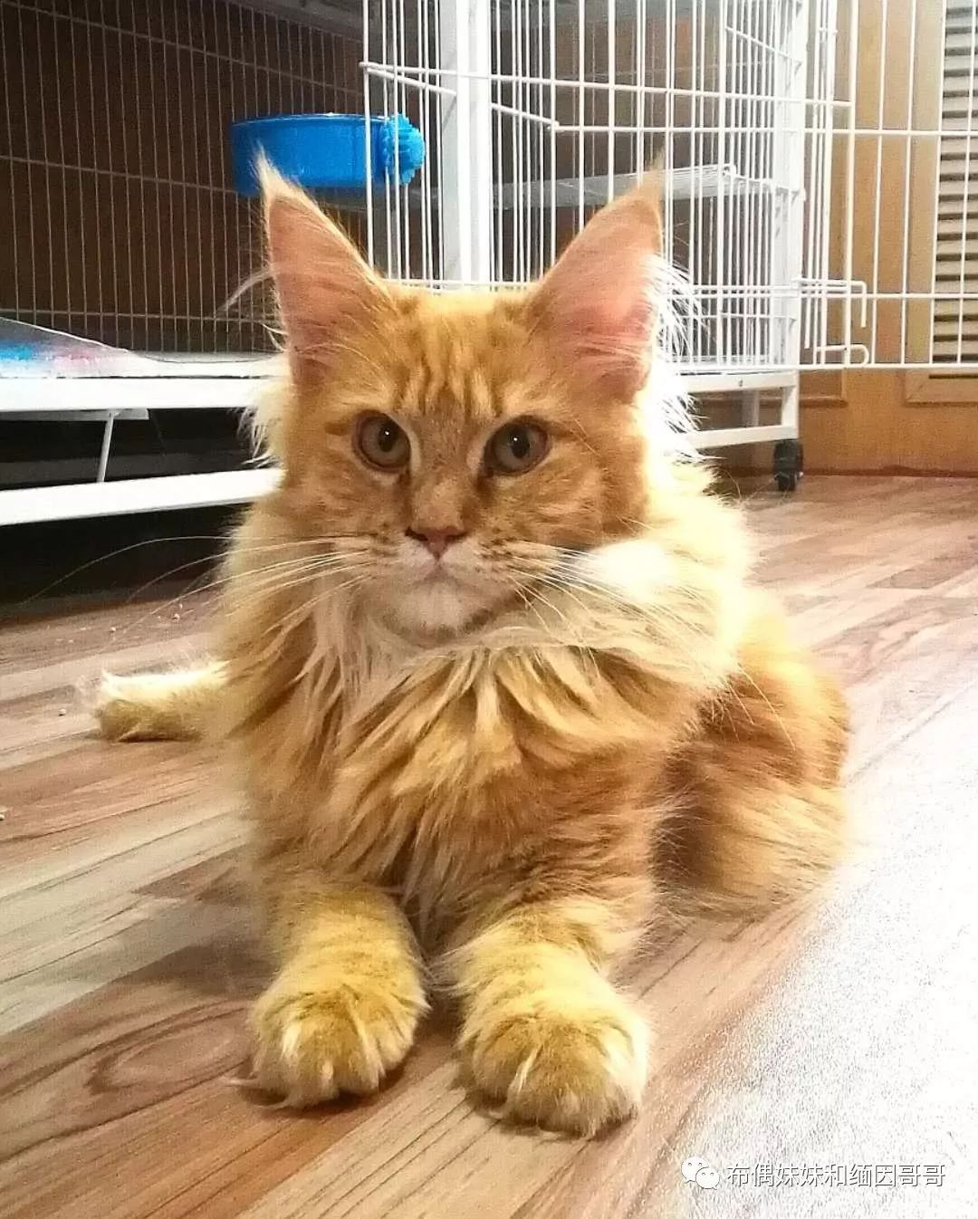 俄罗斯接回来的缅因猫,俄罗斯缅因猫带芯片