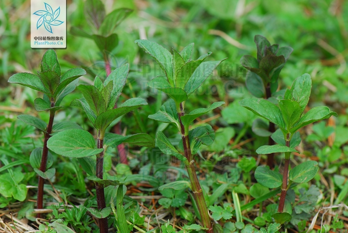 大叶留兰香薄荷都可以吃吗,吃薄荷会闻不到刺鼻的气味吗