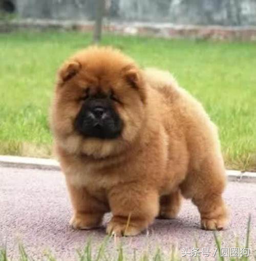 松狮犬打架视频,世界名犬泰迪犬